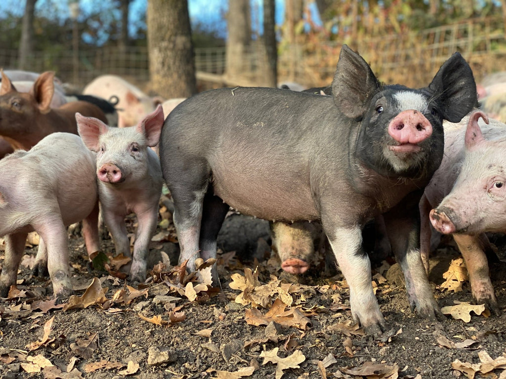 Newsletter Blog: January 18, 2023