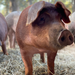 Image for Heritage Breeds